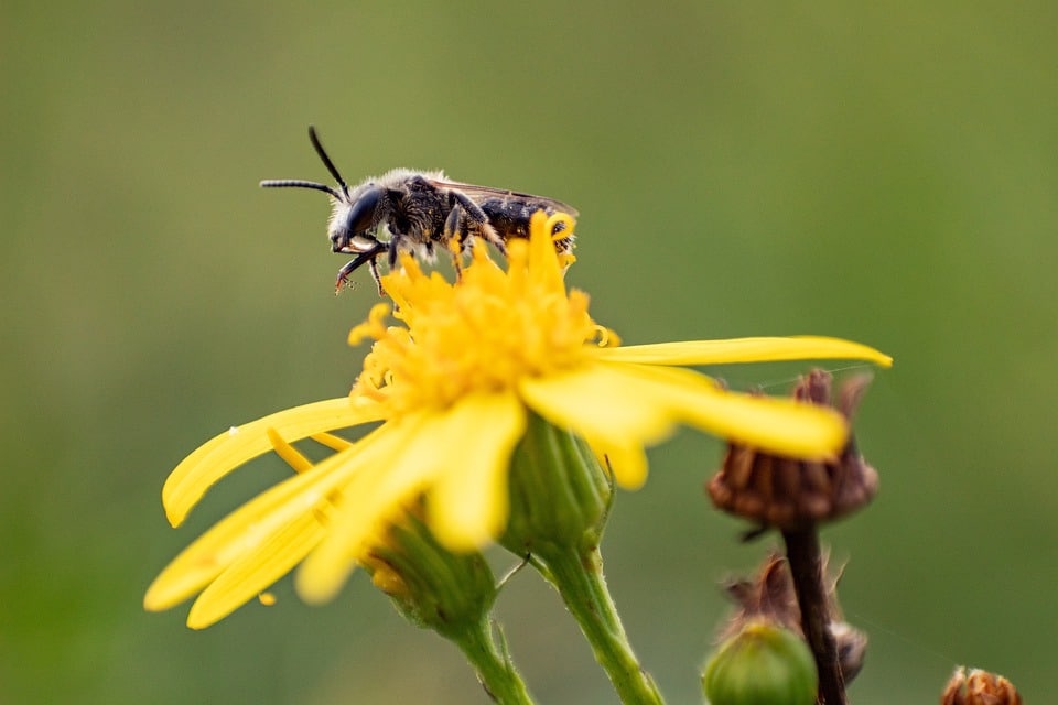 Abeille sur une fleur