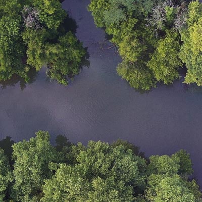 Orthophotographie d'une forêt