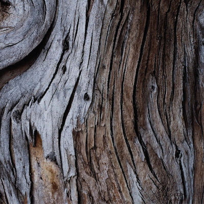 Bilan sanitaire des forêts, écorce d'arbre