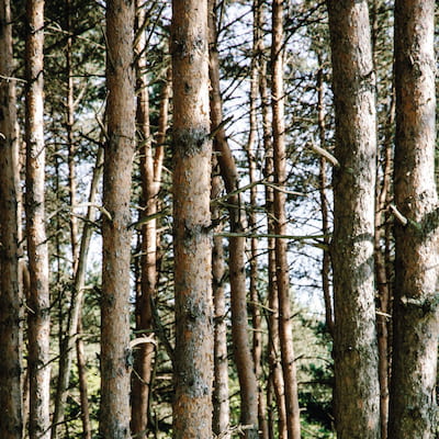 Etat sanitaire des forêts