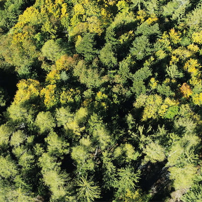 Prise de vue par drone au dessus d'une forêt